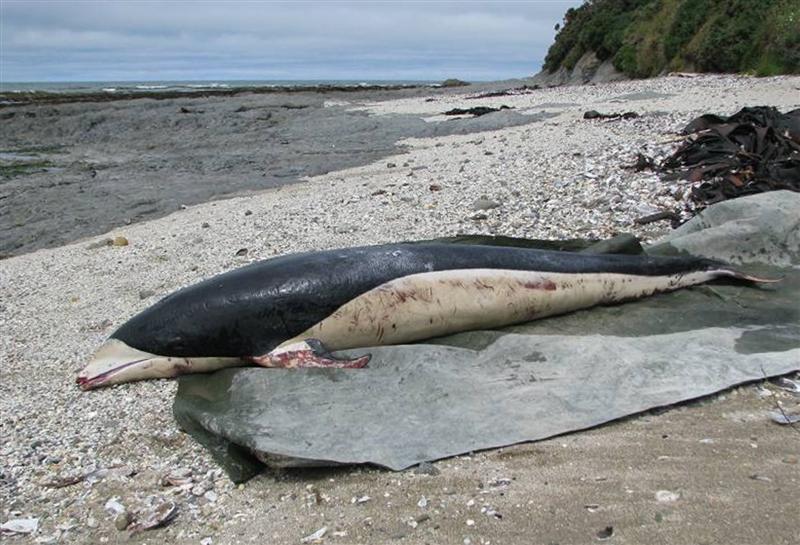  p>南露脊海豚(学名: i>lissodelphis peronii /i>) a target="_blank