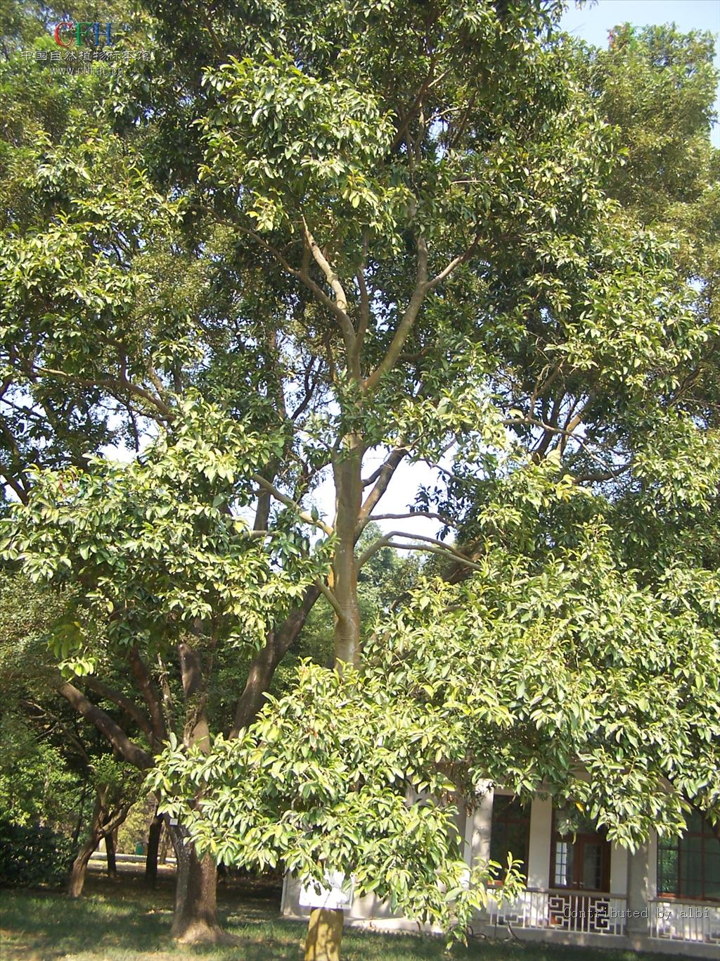  p>中文学名:青皮.俗称:青棉木,苦香,青楣.