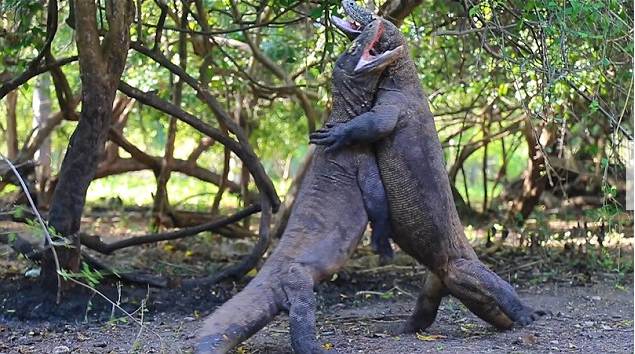  p>科莫多巨蜥,学名 b> i>varanus komodoensis /i> /b>(ouwens,1912)