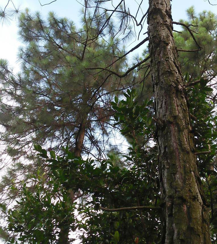 加勒比松粤优62号