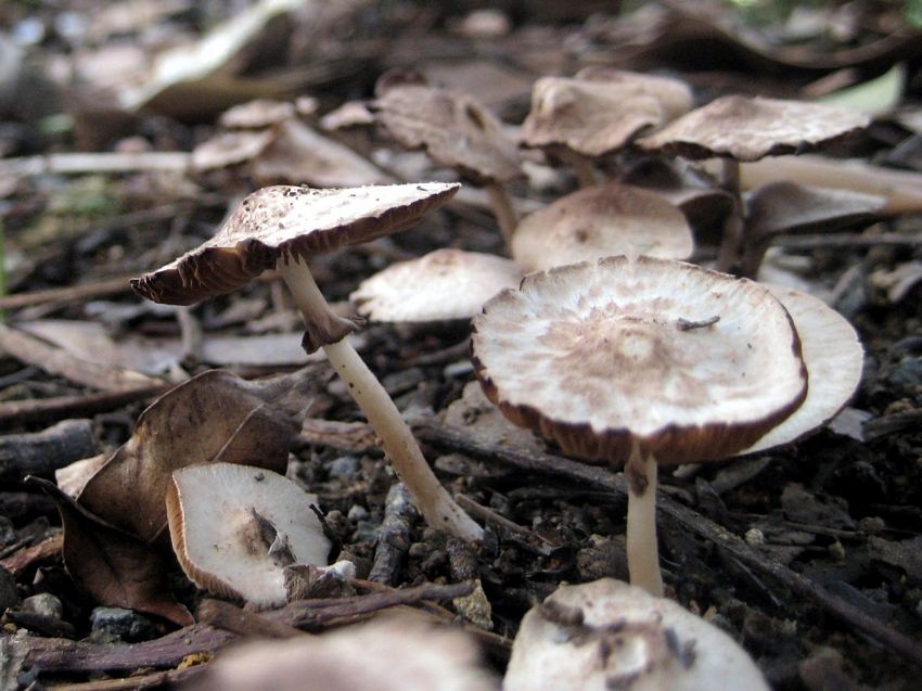  p>雀斑蘑菇又称雀斑菇,子实体小或中等大.