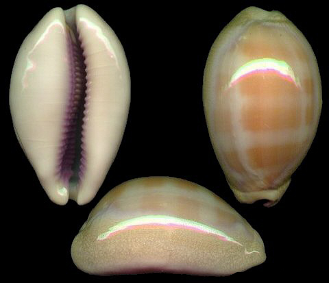  p>紫口宝螺(学名:lyncina carneola carneola)是腹足纲宝螺科的 a