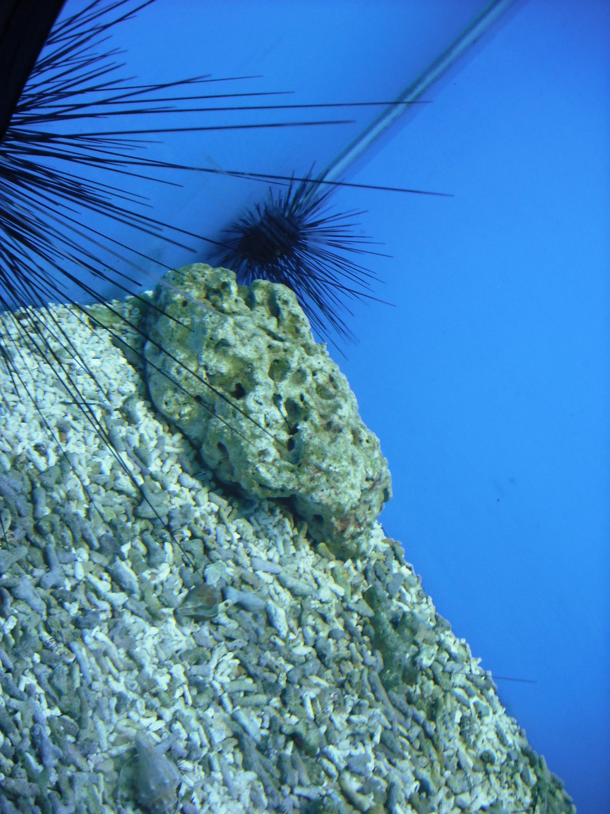 动物门(echinodermata)是一类 a target="_blank" href="/item/后口