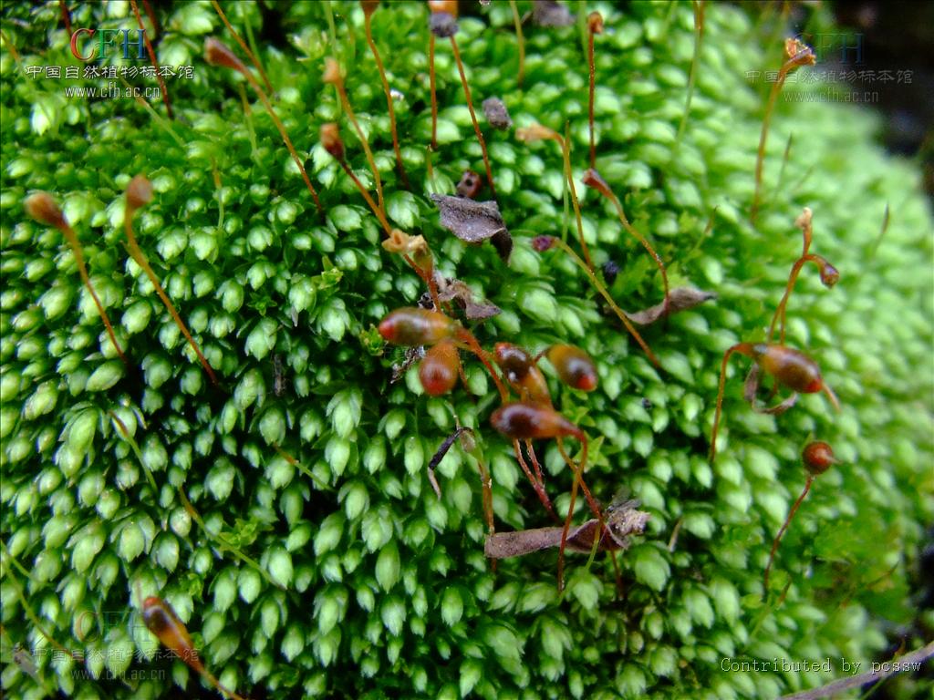  p>垂蒴真藓,真藓属.