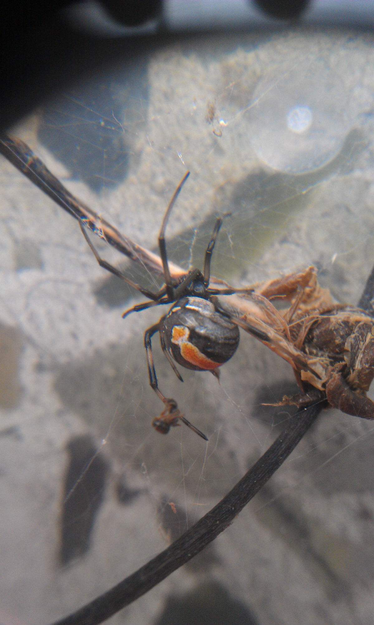 澳大利亚红背蜘蛛