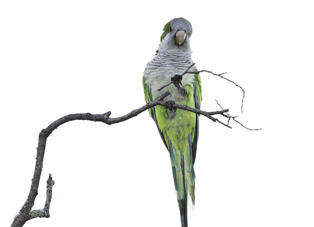  p>白胸鹦鹉(学名:myiopsitta luchsi)是典型的 a href="#" data