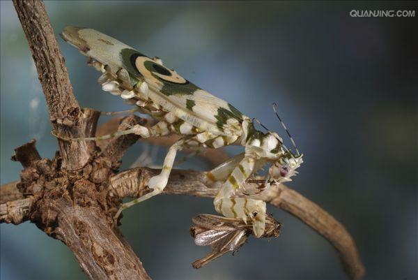 花螳螂