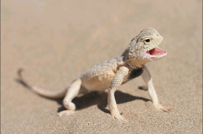  p>大耳沙蜥(学名: i>phrynocephalus mystaceus, /i>)为鬣蜥科沙蜥属