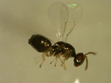 桉树枝瘿姬小蜂