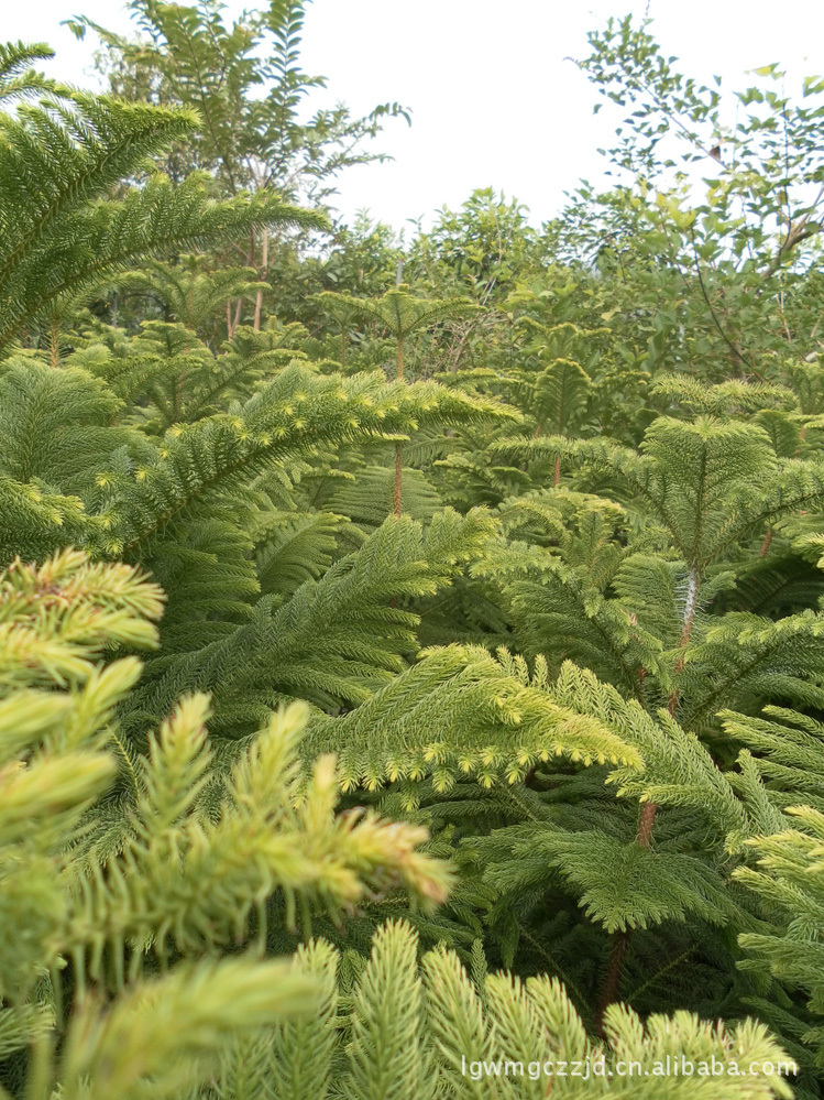 gnvjja3nx7">南洋松属于高常绿乔木,有很多种,如智利松,英杉,南洋杉等