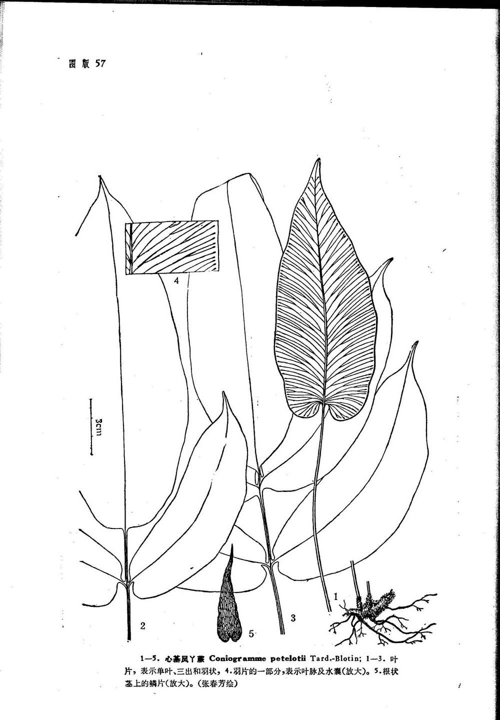 coniogramme petelotii tard.-blot.