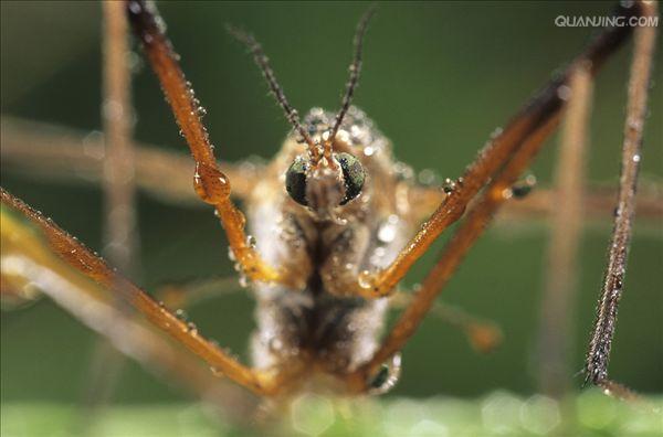  p>大蚊科(tipulidae)在传统分类学上是分为三个