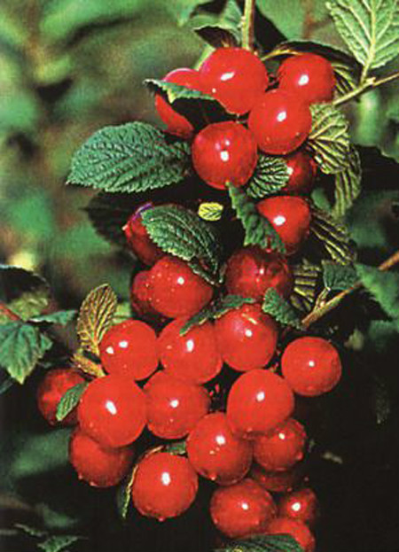  p data-id="tzlhcpqkqbrh">毛樱桃( i>prunus tomentosa /i> thunb.