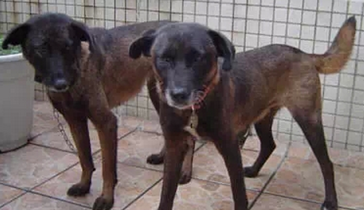  p data-id="go01ox5048">青川犬是天生的山地猎犬,当地人叫它撵 a
