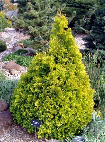  p>矮黄系,蓼目蓼科 a target="_blank" href="/item/大黄属">大黄属 