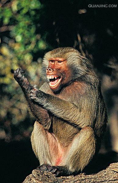  p>狒狒(学名: i>papio /i>):灵长目 a target="_blank" href="/item