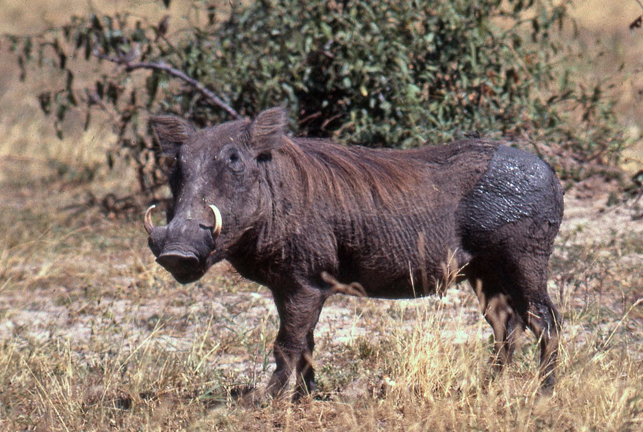  p>荒漠疣猪(学名: i>phacochoerus aethiopicus /i>)体重约120千克