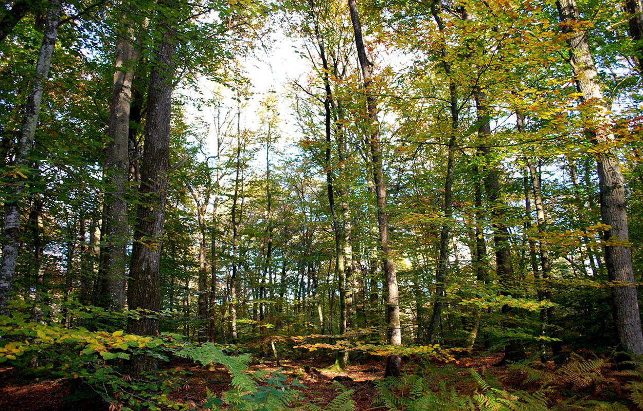  p>枫丹白露森林是 a target="_blank" href="/item/法国/1173384"