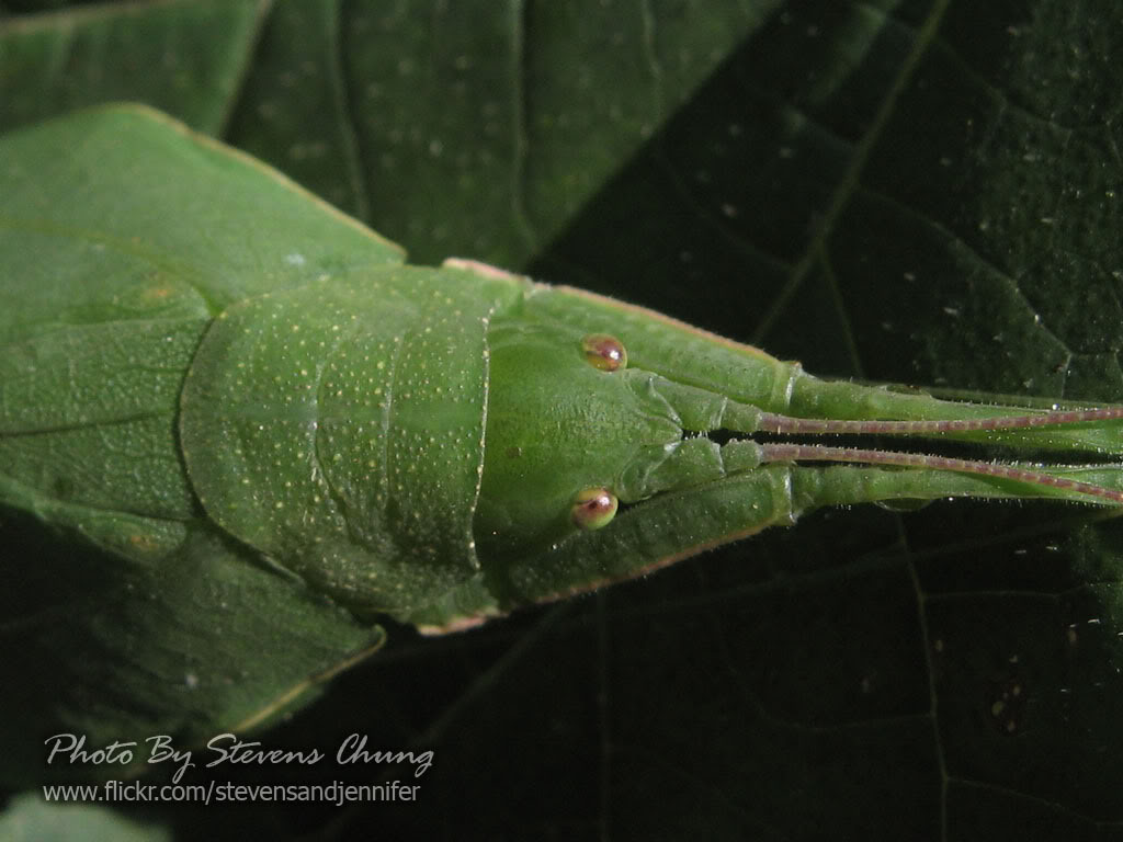 叶螽科翡螽属的一种中小型 a href="#" data-lemmaid="9635">螽斯 /a>