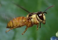  p>胡蜂分布全世界.令人见而生畏.