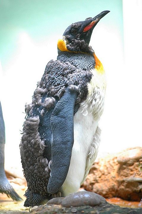 王企鹅指名亚种