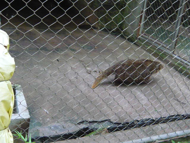  p>食蟹獴(拉丁学名: i>herpestes urva /i>)也叫山獾,石獾,水獾,白猸