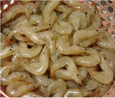 巢湖虾米经用热水浸泡,烧豆