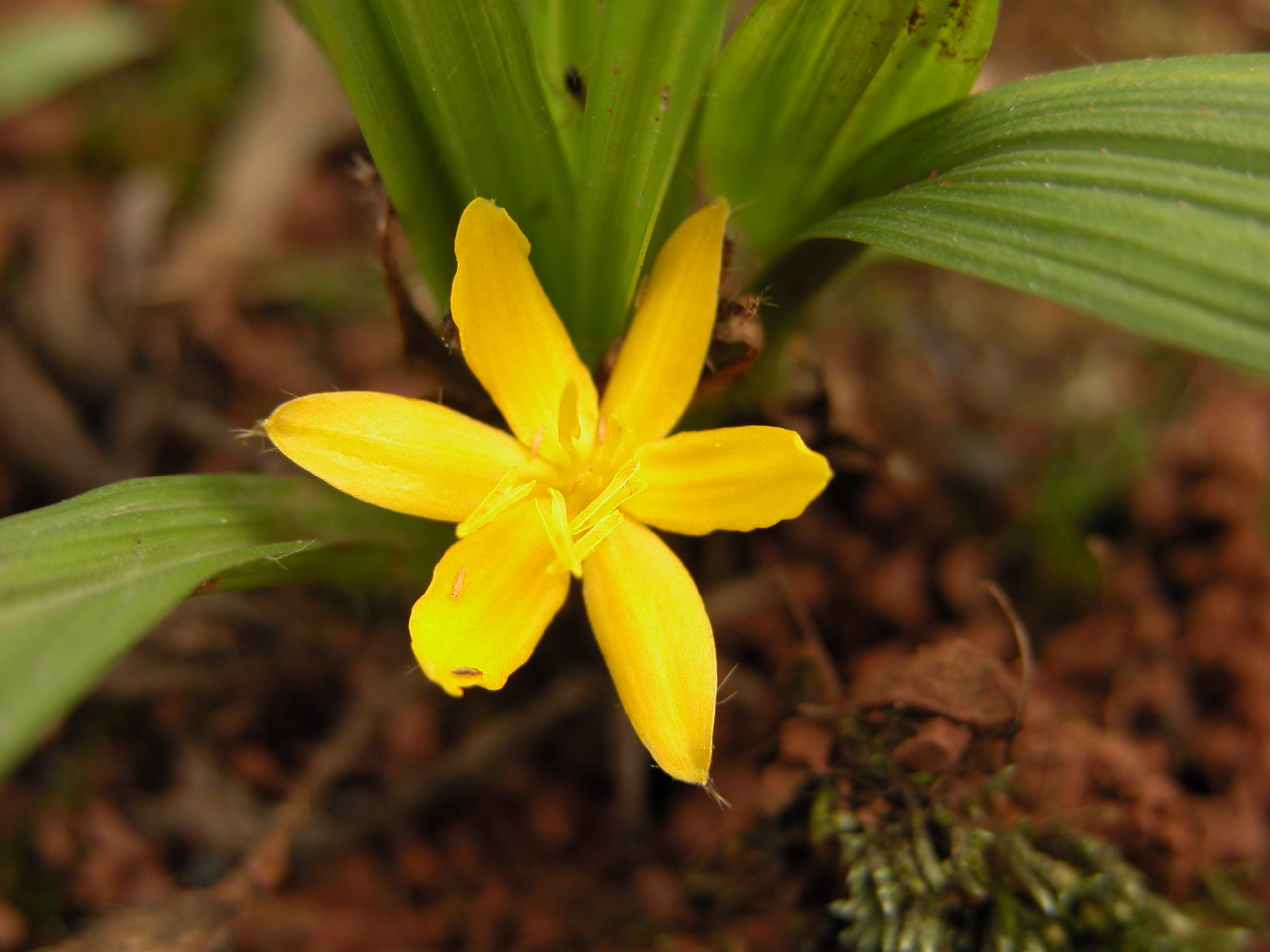  p>中华仙茅(学名:curculigo sinensis)是 a href="#" data-lemmaid="