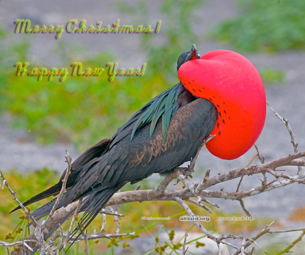 frigate bird