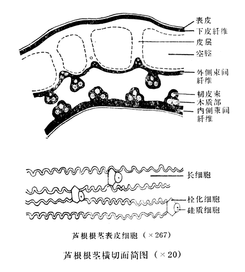 硅质细胞