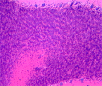  p>浦肯野细胞(purkinje cell)是从 a href="#" data-lemmaid="