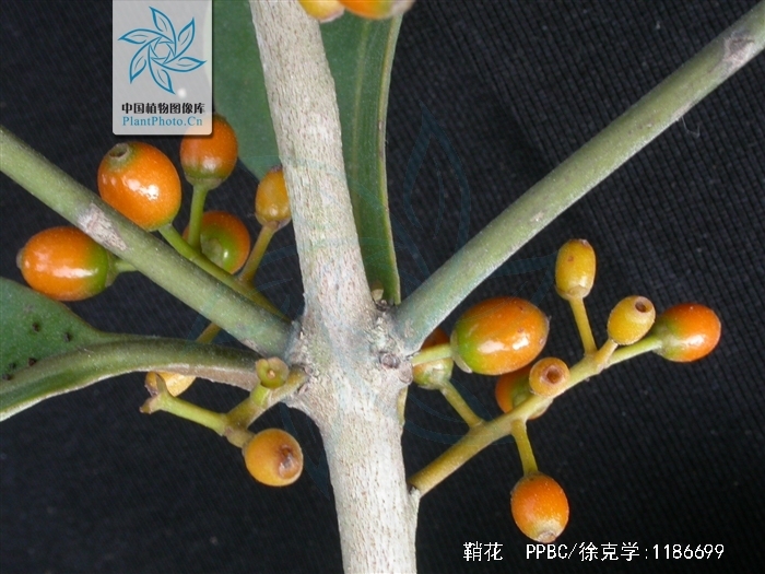 href="#">桑寄生科 /a>, a href="#" data-lemmaid="3428894">鞘花属 