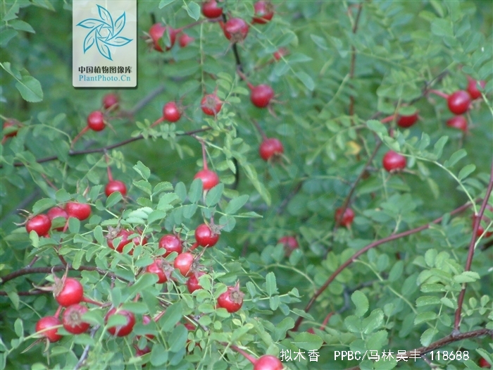  p>拟木香(学名: i>rosa banksiopsis baker /i>)是一种 a href="#"