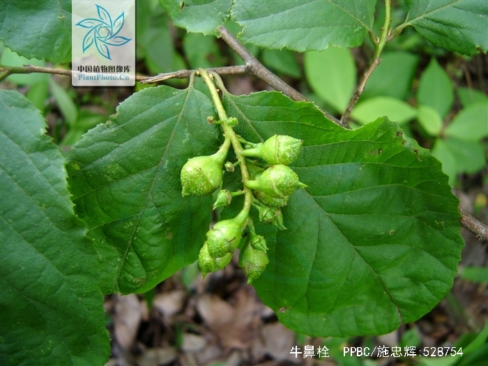 为金缕梅科植物牛鼻栓 i>fortunearia sinensis /i> rehd. et wils.