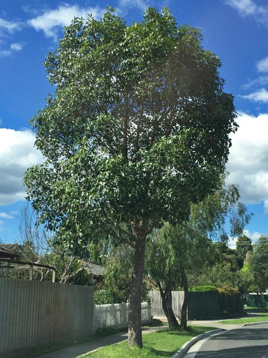 tristania conferta r. br.