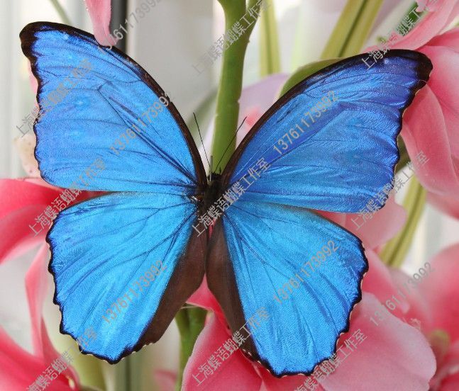  p>056 春神 morpho rhetenor  a href="#" da