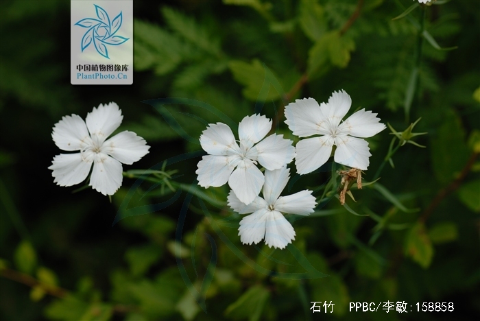  p>石竹,别名:兴安石竹,北石竹,钻叶石竹,蒙古石竹,丝叶石竹,高山石竹
