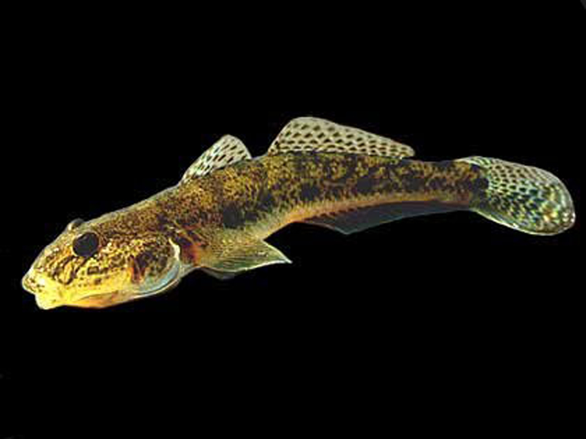  p>斑尾刺鰕虎鱼, i>acanthogobius elongata  /i>(fang,1942),鰕鯱鱼