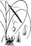 块茎苔草