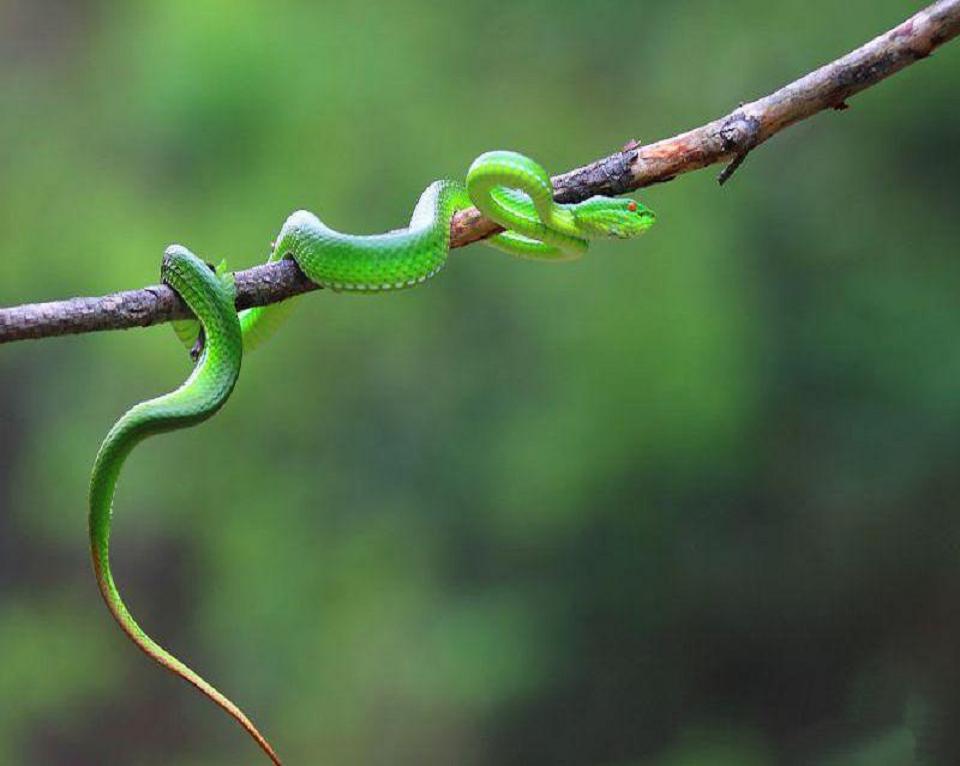  p>西藏竹叶青蛇(学名:trimeresurus tibetanus)为 a target="_blank"