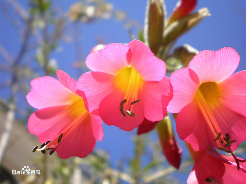  p>国花(英文名:the national flower,floral emblem):是代表国家 a