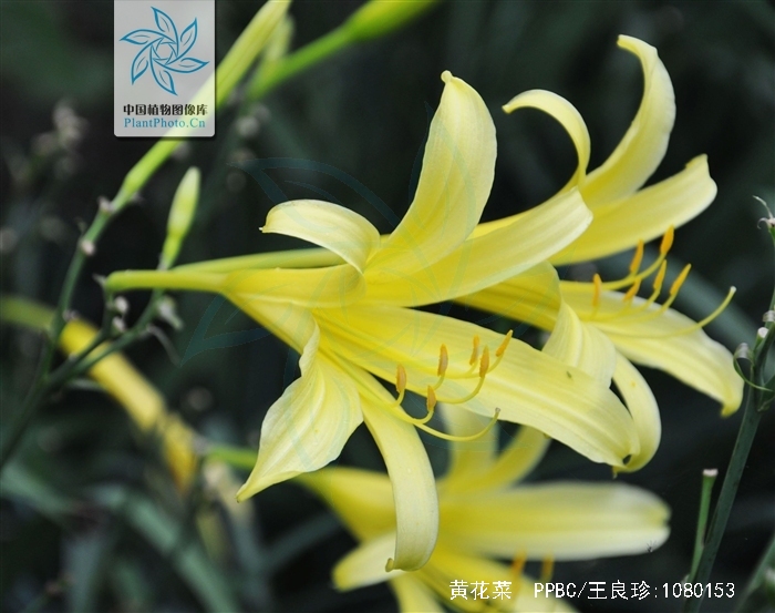 黄花菜