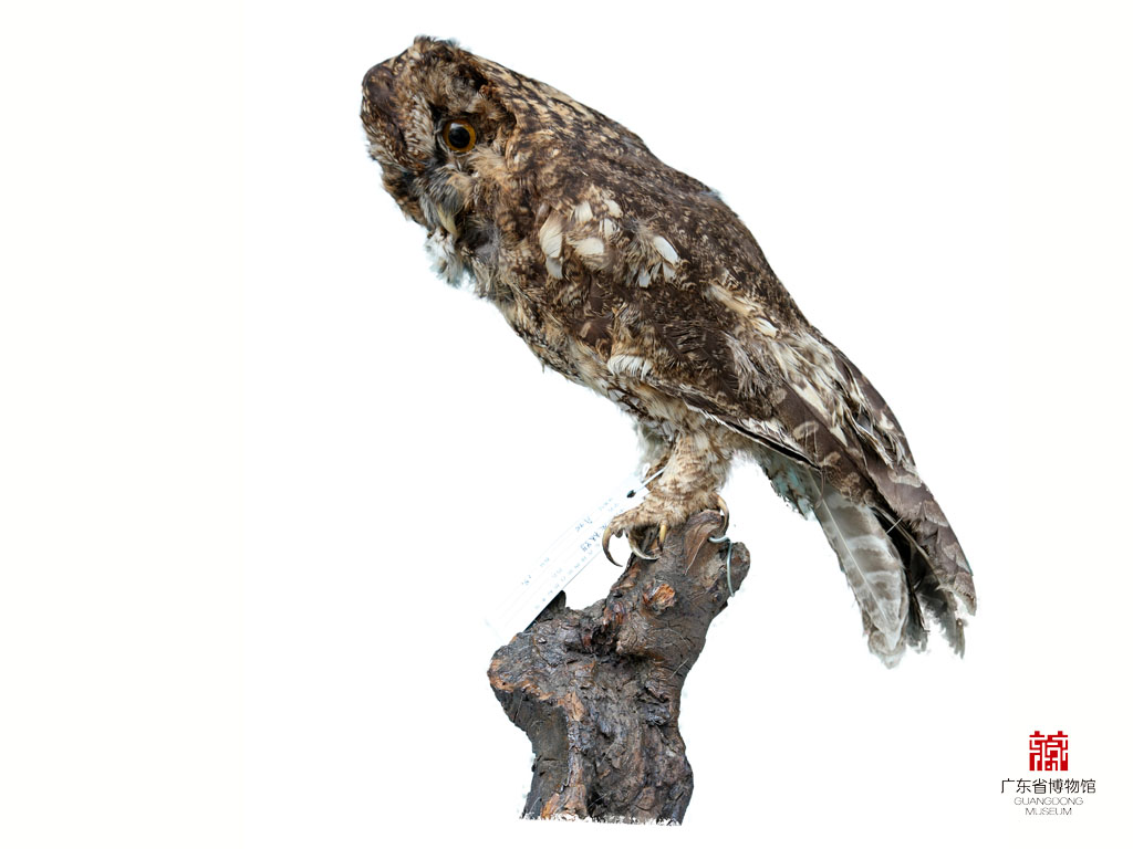  p>灰林鸮(学名: i>strix aluco /i>),是 a href="#">鸱鸮科 /a>, a