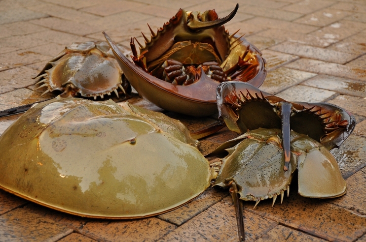  p>巨鲎(学名: i>tachypleus gigas /i>):是现存 a target="_blank"