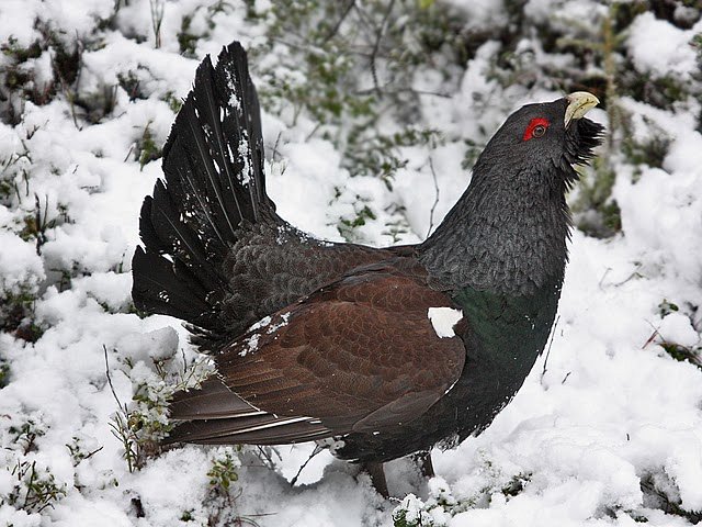  p>松鸡(学名: i>tetrao urogallus /i>):是 a target="_blank" href=