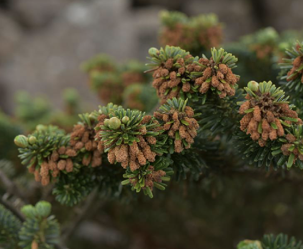  p>巴山冷杉(学名: i>abies fargesii /i> franch.