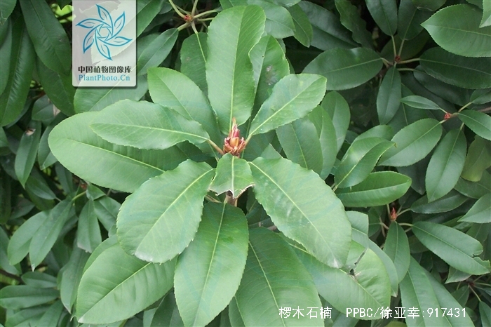  p>椤木石楠( i>photinia davidsoniae /i> rehd. et wils.