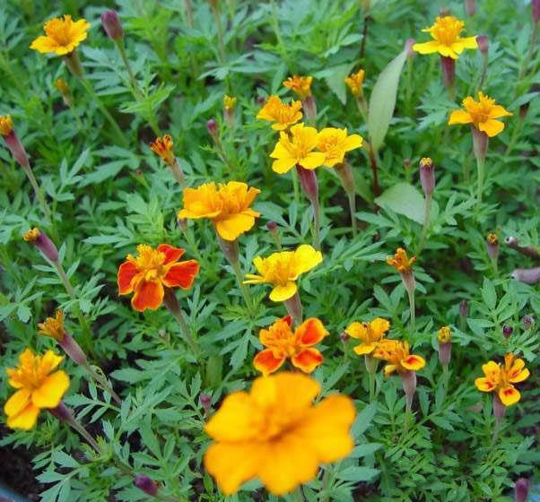  p>林奈木,是" a target="_blank" href="/it