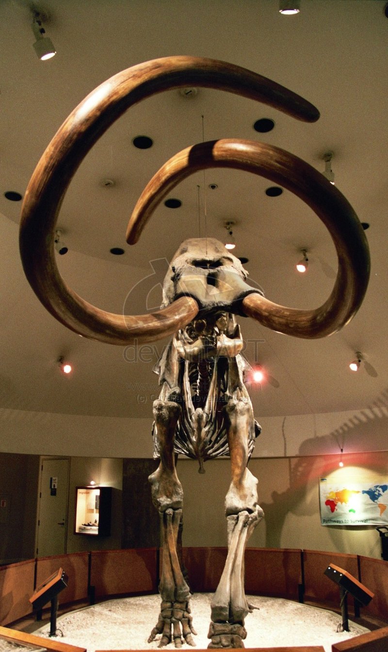  p>剑乳齿象属于长鼻目的嵌齿象科,共有4个种.