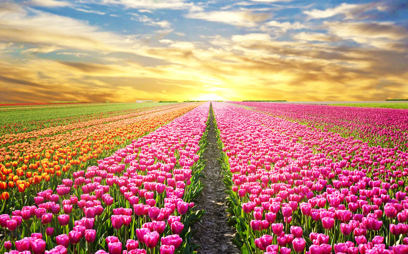 荷兰郁金香田